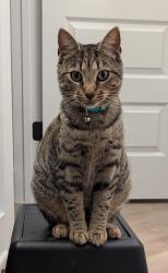 Lost Female Cat last seen Lost Grove Trl and Traverse Trail (Whispering Pines), Evans, GA 30809