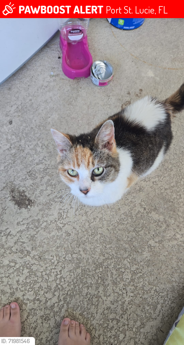 Lost Female Cat last seen SW Lucero Dr and SW Ravenswood Ln, Port St. Lucie, FL 34983