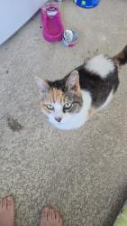 Lost Female Cat last seen SW Lucero Dr and SW Ravenswood Ln, Port St. Lucie, FL 34983