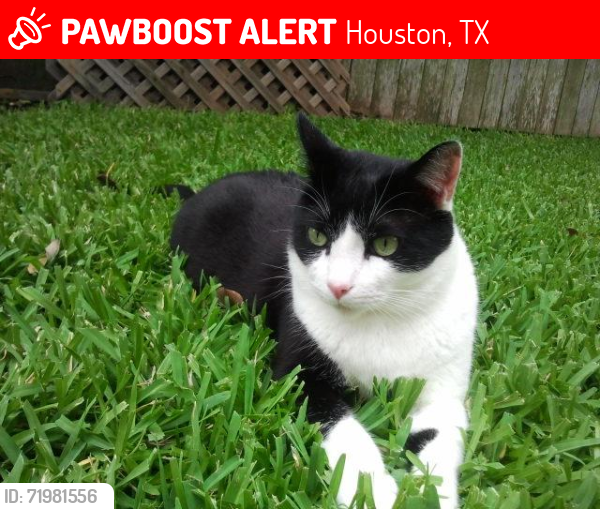 Lost Male Cat last seen Old Tybee Road Houston Texas, Houston, TX 77084
