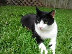 Lost Male Cat last seen Old Tybee Road Houston Texas, Houston, TX 77084