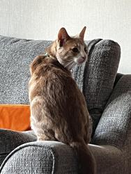 Lost Male Cat last seen Morrisons, Greater Manchester, England SK3 0SL