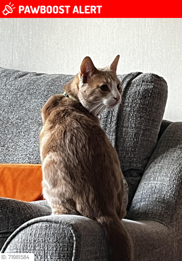 Lost Male Cat last seen Morrisons, Greater Manchester, England SK3 0SL