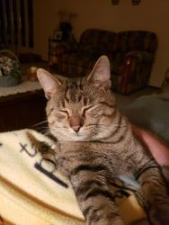 Lost Male Cat last seen Trail at the back end of Woodland Mound park, Anderson Township, OH 45255
