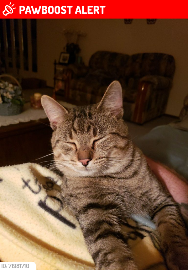 Lost Male Cat last seen Trail at the back end of Woodland Mound park, Anderson Township, OH 45255