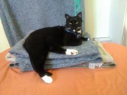 Lost Male Cat last seen 25th and E Street, Sacramento, CA 95816
