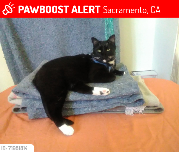 Lost Male Cat last seen 25th and E Street, Sacramento, CA 95816