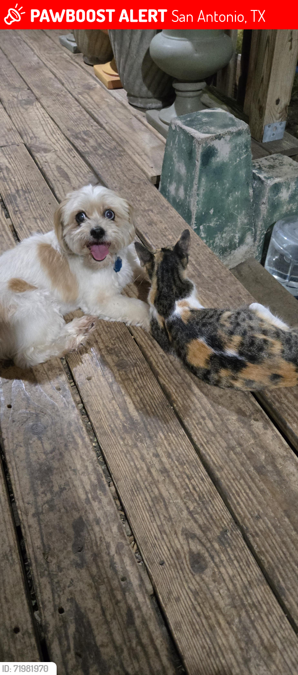Lost Female Dog last seen Stringfellow, Southcross, San Antonio, TX 78223