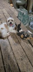Lost Female Dog last seen Stringfellow, Southcross, San Antonio, TX 78223