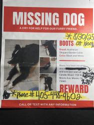 Reunited Male Dog last seen NW 17th St, Moore, OK 73160, USA, Moore, OK 73160