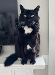 Lost Male Cat last seen Ridgewest dr and 166th st in lake tapps wa , Lake Tapps, WA 98391