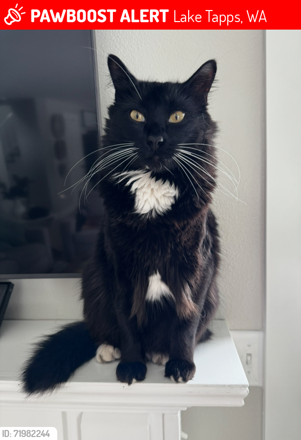 Lost Male Cat last seen Ridgewest dr and 166th st in lake tapps wa , Lake Tapps, WA 98391