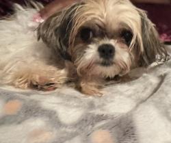 Lost Female Dog last seen Milstead and Norton Rod, Conyers, GA 30012