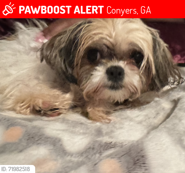 Lost Female Dog last seen Milstead and Norton Rod, Conyers, GA 30012