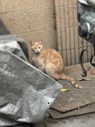 Lost Male Cat last seen Lynwood CA, Lynwood, CA 90262