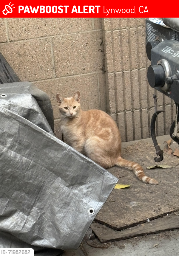 Lost Male Cat last seen Lynwood CA, Lynwood, CA 90262