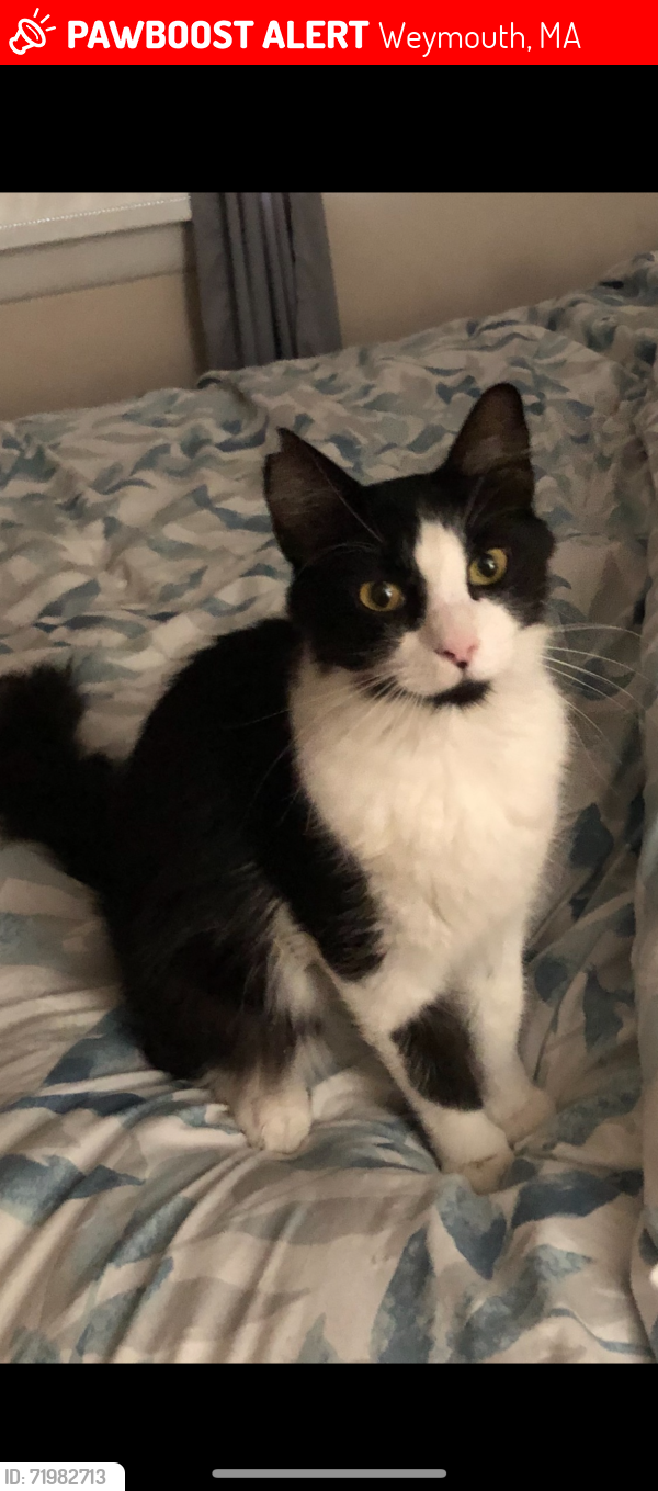 Lost Male Cat last seen Belmont street area, Weymouth, MA 02188