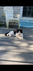 Found/Stray Unknown Cat last seen Avenues A & B, Schenectady, NY 12308