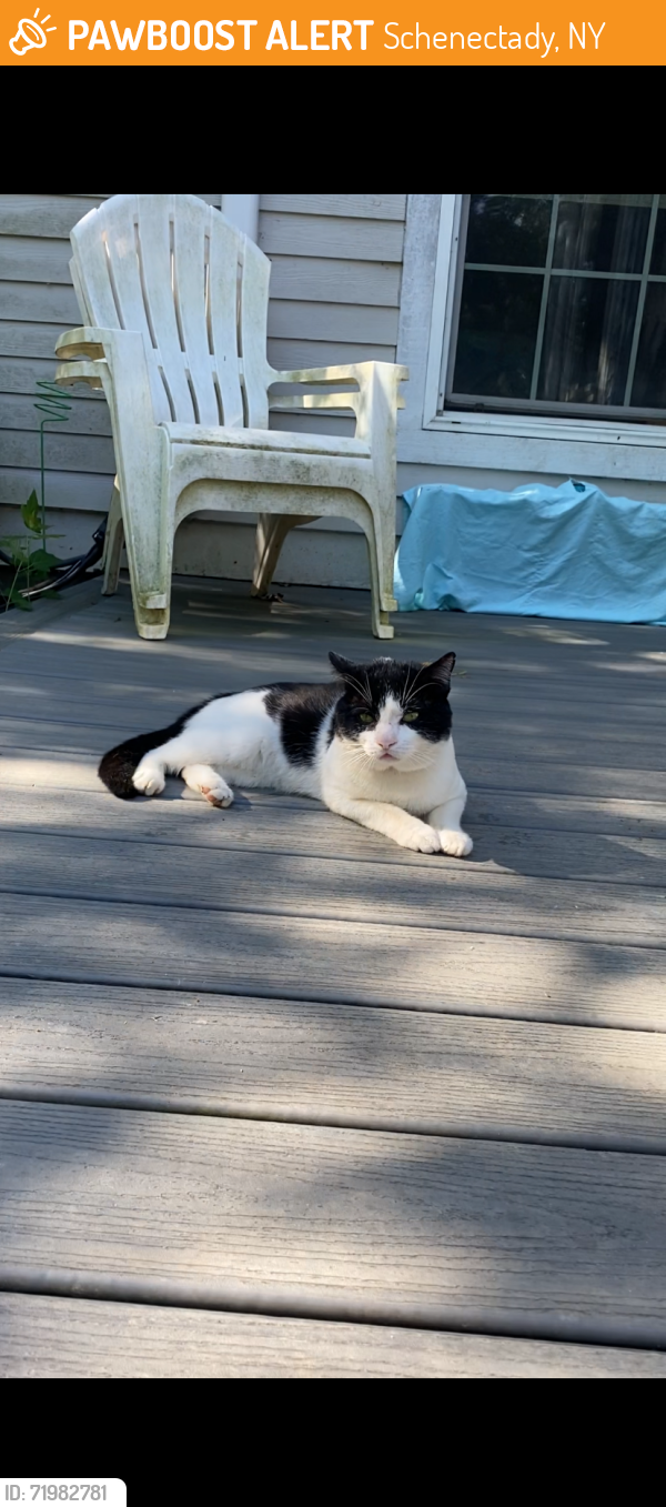 Found/Stray Unknown Cat last seen Avenues A & B, Schenectady, NY 12308