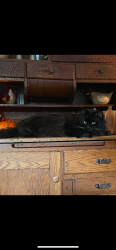 Lost Male Cat last seen Boulder Ave, Augusta, ME 04330