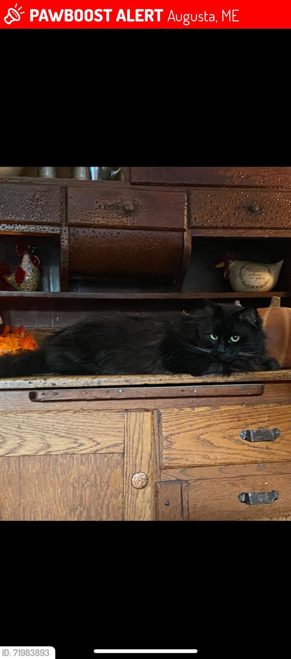 Lost Male Cat last seen Boulder Ave, Augusta, ME 04330