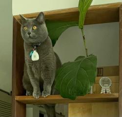 Lost Male Cat last seen Sunset Plaza Drive , Los Angeles, CA 90069