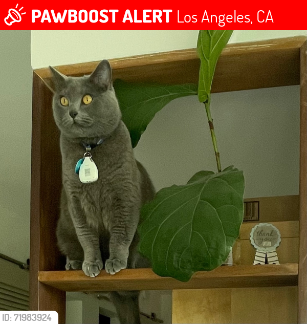 Lost Male Cat last seen Sunset Plaza Drive , Los Angeles, CA 90069