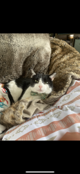 Lost Male Cat last seen Quick trip off T.R. Hughes Blvd, O'Fallon, MO 63366