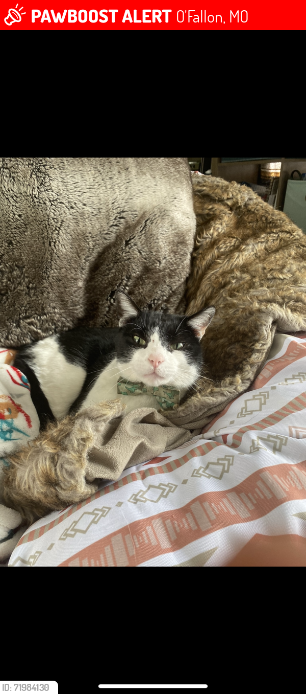 Lost Male Cat last seen Quick trip off T.R. Hughes Blvd, O'Fallon, MO 63366
