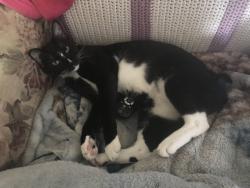 Lost Female Cat last seen John Landes Park, Vista, CA 92083