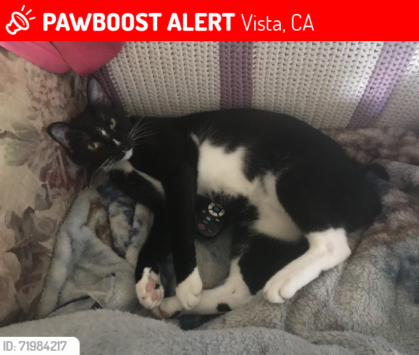 Lost Female Cat last seen John Landes Park, Vista, CA 92083