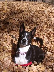 Lost Female Dog last seen 20th avenue & n indian canyon, Palm Springs, CA 92240