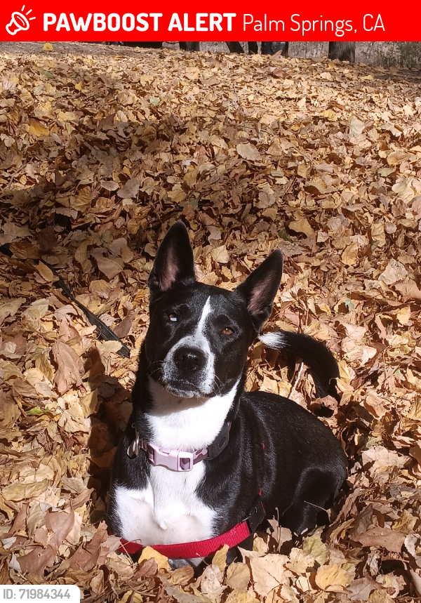 Lost Female Dog last seen 20th avenue & n indian canyon, Palm Springs, CA 92240
