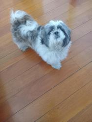 Lost Male Dog last seen Barnes Avenue , The Bronx, NY 10466