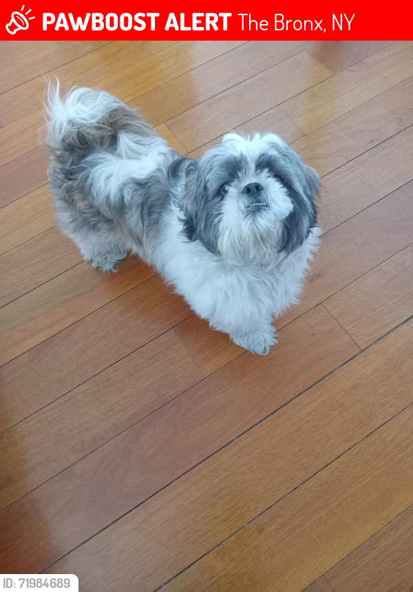 Lost Male Dog last seen Barnes Avenue , The Bronx, NY 10466