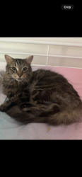 Lost Male Cat last seen Glenn road Logan Reserve , Logan Reserve, QLD 4133