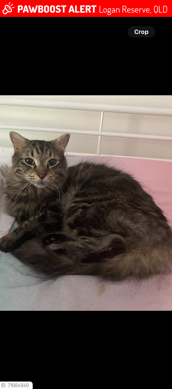 Lost Male Cat last seen Glenn road Logan Reserve , Logan Reserve, QLD 4133