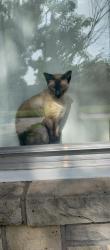 Lost Female Cat last seen Near S Quebec , Tulsa, OK 74114