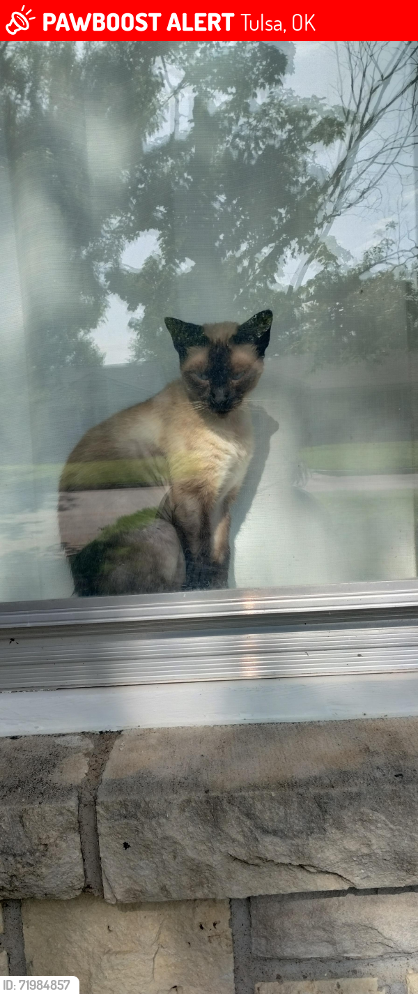 Lost Female Cat last seen Near S Quebec , Tulsa, OK 74114