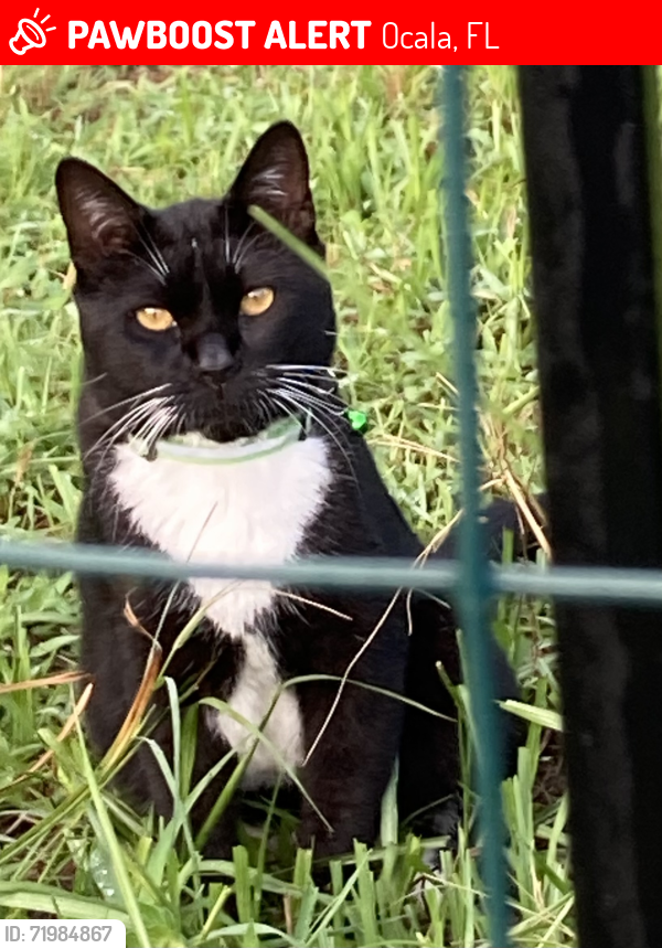 Lost Male Cat last seen Near se 19th court, Ocala, FL 34480