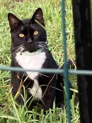 Lost Male Cat last seen Near se 19th court, Ocala, FL 34480