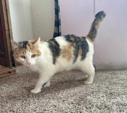 Lost Female Cat last seen Hollister Lake Road/ weld County Road 70, Windsor, CO 80550