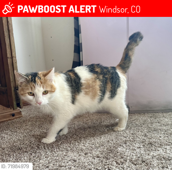 Lost Female Cat last seen Hollister Lake Road/ weld County Road 70, Windsor, CO 80550