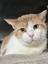 Lost Male Cat last seen Near block west Schubert and lavernge , Chicago, IL 60639