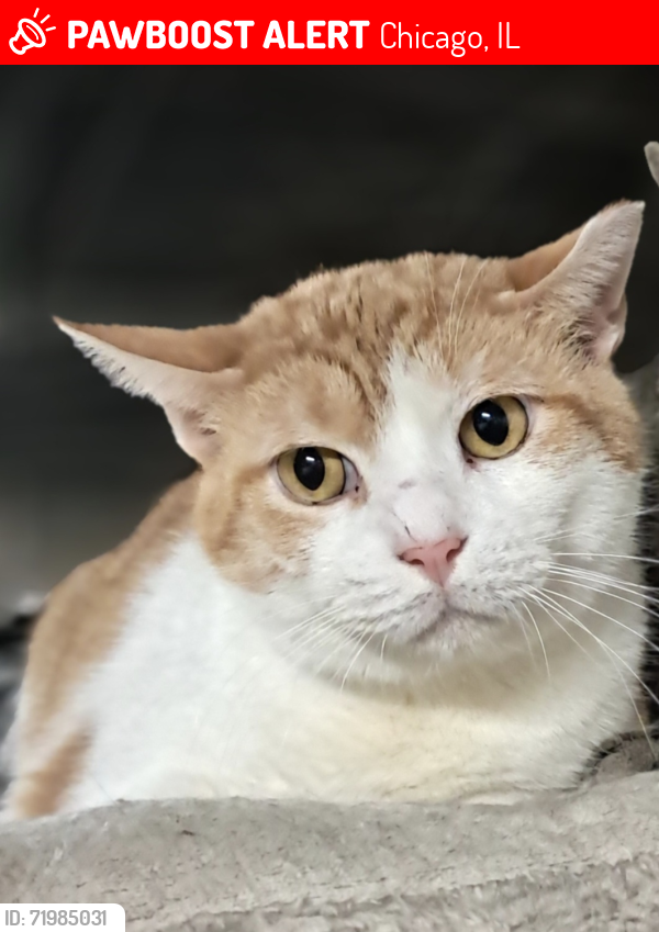 Lost Male Cat last seen Near block west Schubert and lavernge , Chicago, IL 60639