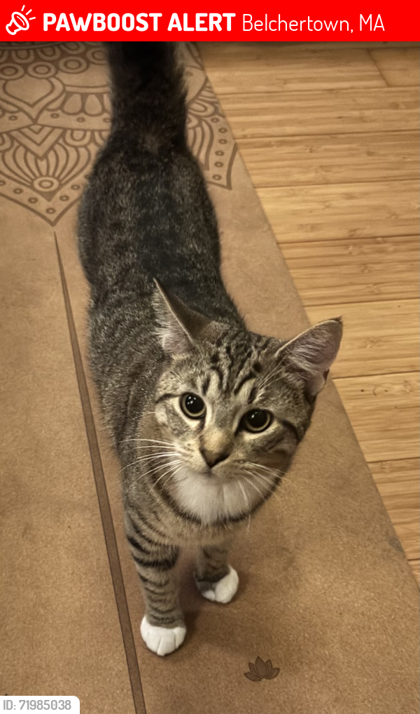 Lost Male Cat last seen Federal and North St, Belchertown, MA 01007