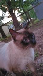 Lost Male Cat last seen Stonewood and Countrywood, Lindale, TX 75771