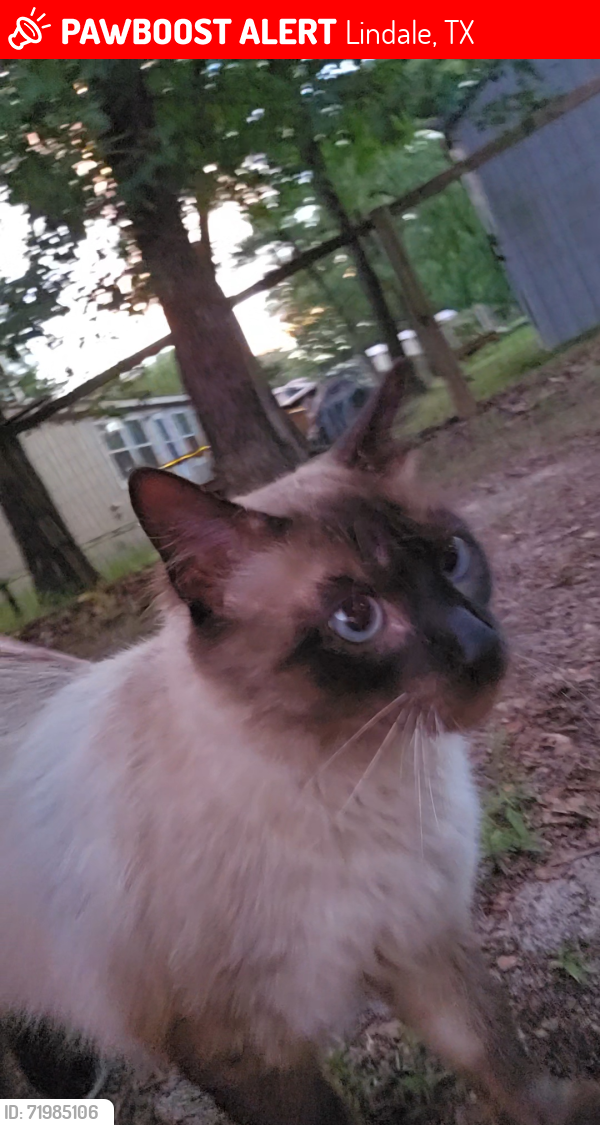 Lost Male Cat last seen Stonewood and Countrywood, Lindale, TX 75771