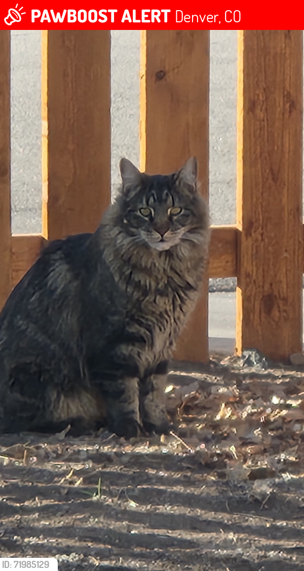 Lost Male Cat last seen 10th and Federal, Denver, CO 80204