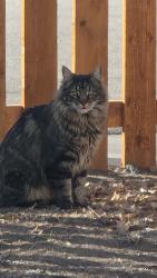 Lost Male Cat last seen 10th and Federal, Denver, CO 80204